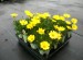 Osteospermum 'Voltage'