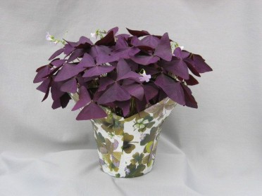 Oxalis triangularis 'Purple Shamrock'