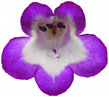 Penstemon 'Phoenix Lavender'