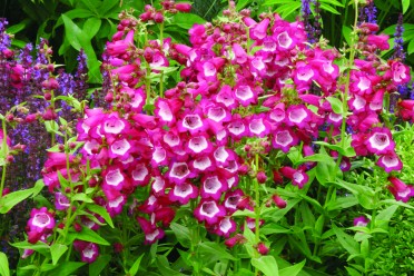 Penstemon 'Phoenix Magenta'