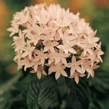 Pentas 'Butterfly Blush'