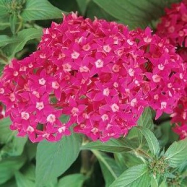 Pentas 'Butterfly Deep Rose'