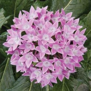 Pentas 'Butterfly Lavender Shades'