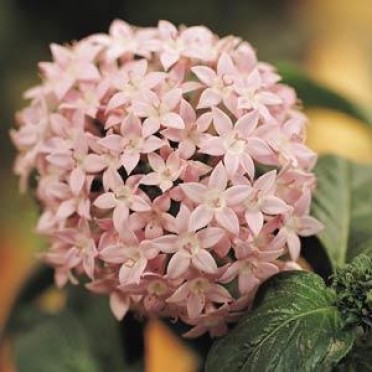 Pentas 'Butterfly Light Lavender'