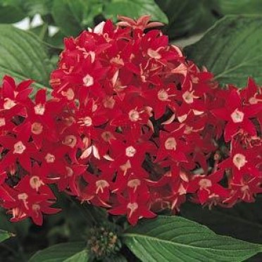 Pentas 'Butterfly Red'