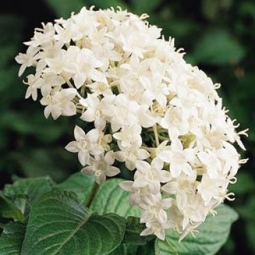 Pentas 'Butterfly White'