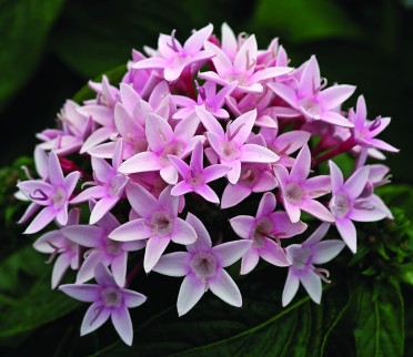 Pentas 'Starla Appleblossom'