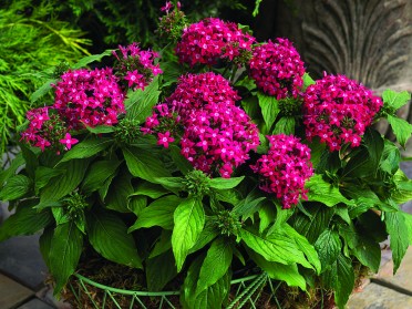 Pentas 'Starla Deep Rose'