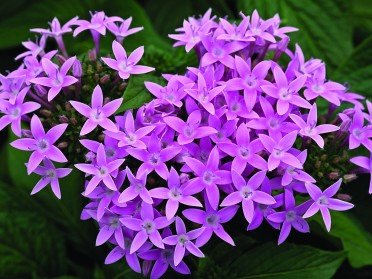 Pentas 'Starla Lavender'