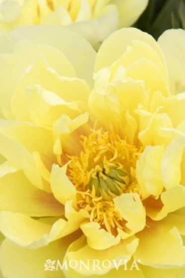 Peony 'Bartzella Itoh'