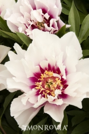 Peony 'Cora Louise Itoh'