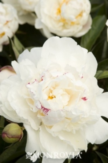 Peony 'Festiva Maxima' Double