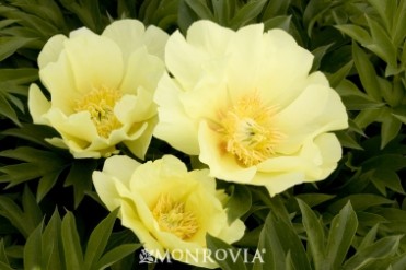 Peony 'Going Bananas Itoh'