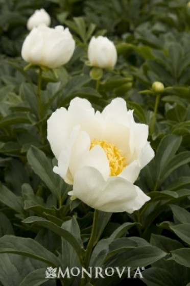 Peony 'Jan Van Leeuwen'