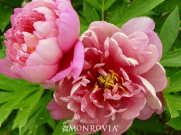 Peony 'Keiko (Adored) Itoh'