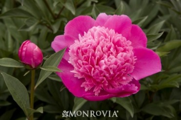 Peony 'Madame Emile Debatene' Double