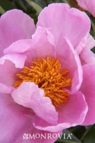 Peony 'Sea Shell'