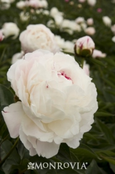 Peony 'Shirley Temple' Double