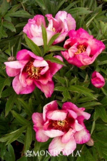 Peony 'Takara (Treasure) Itoh'