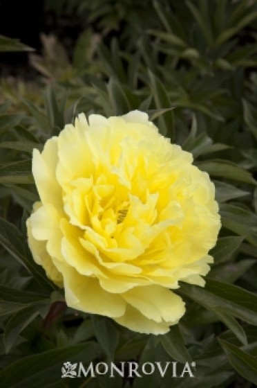 Peony 'Yumi (Beauty) Itoh'