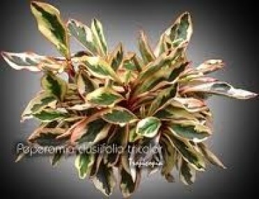 Peperomia clusiifolia 'Tricolor'