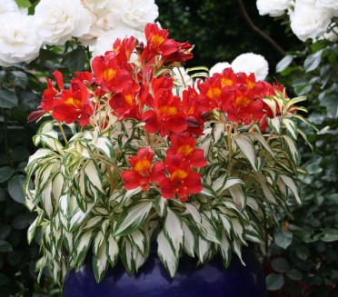 Peruvian Lily Rock & Roll®