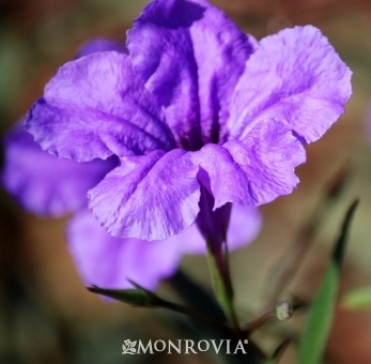 Petunia Mexican 