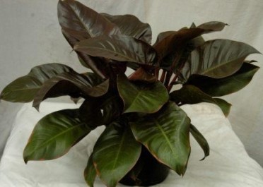 Philodendron 'Black Cardinal'