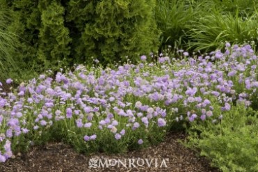 Pincushion Flower 'Butterfly Blue'