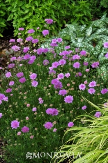 Pincushion Flower 'Vivid Violet'