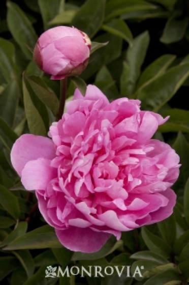 Pink Parfait® Double Peony