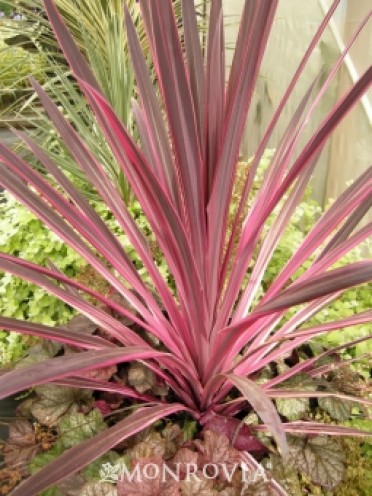 Pink Passion Dracaena Palm