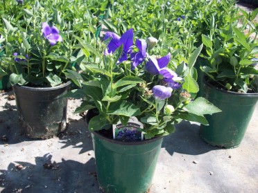 Platycodon 'Astra Blue'