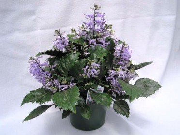 Plectranthus 'Mona Lavender' 