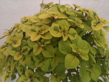 Plectranthus ciliatus 'Gold Charlie'