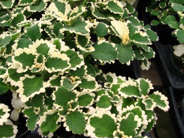 Plectranthus verticillatus 'Mint Charlie'