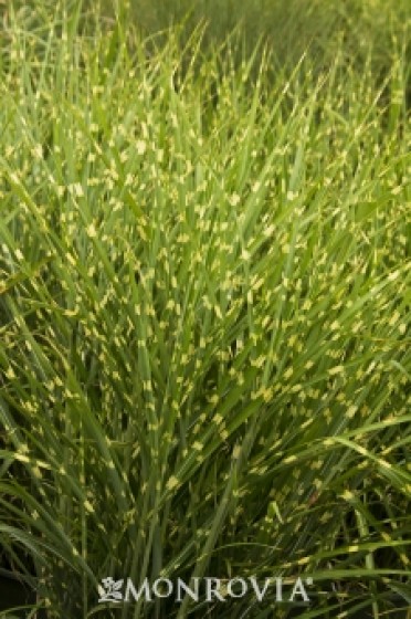 Porcupine Grass