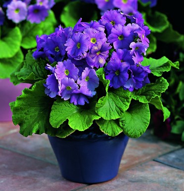 Primula obconica 'Libre Deep Blue'