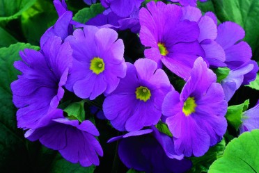 Primula obconica 'Libre Lavender'