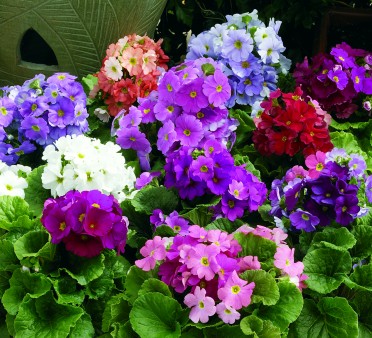 Primula obconica 'Libre Mix'