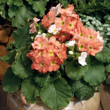 Primula obconica 'Libre Orange'