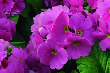 Primula obconica 'Libre Pink'