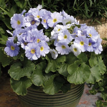 Primula obconica 'Libre Sky Blue'