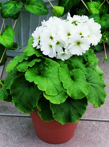 Primula obconica 'Libre White'