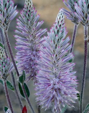 Ptilotus 'Platinum Wallaby'