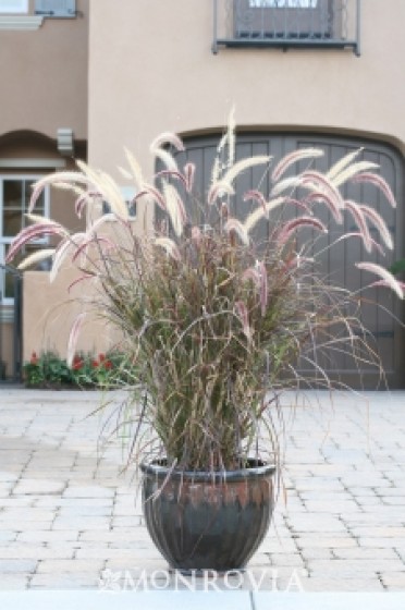 Purple Fountain Grass