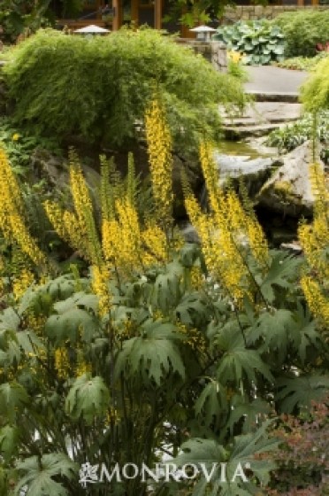 Ragwort