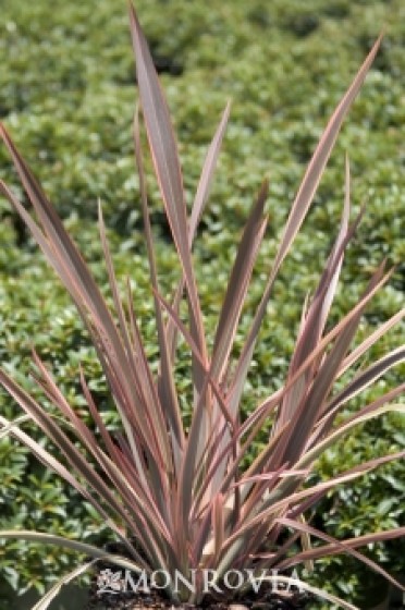 Rainbow Chief New Zealand Flax