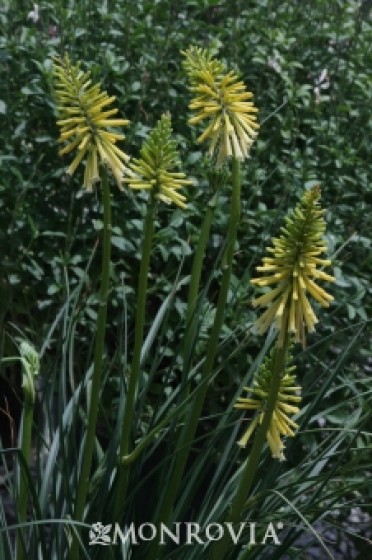 Red Hot Poker 'Moonstone'