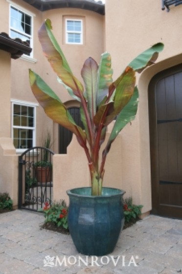 Red Leaved Banana